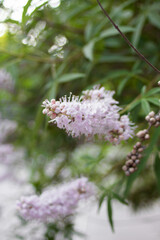 Lilac flowers on a tree at the end of branches in a summer park