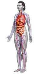 3d rendered medically accurate illustration of the female circulatory  system and internal organs