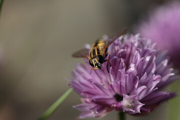 Obraz premium Close up of hover fly pollinating wild chives