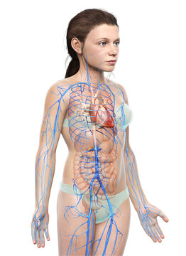 3d rendered medically accurate illustration of young girl Veins anatomy