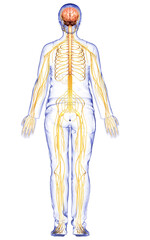 Obraz premium 3d rendered medically accurate illustration of a female nervous system