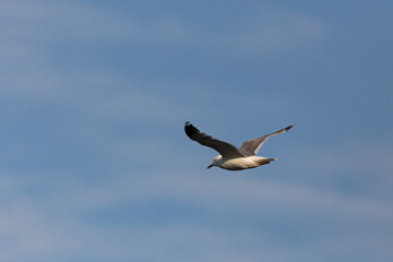Seagull in flight against blue sky