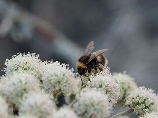 Bumblebee pollinating a white flower