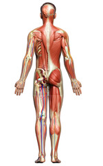 3d rendered medically accurate of the male anatomy