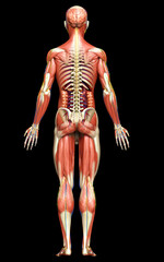Fototapeta premium 3d rendered medically accurate of the male anatomy