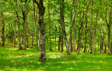 Obraz premium rays of sunlight in a green forest