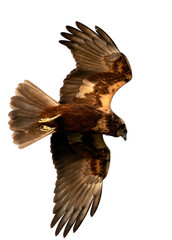 Eurasian Marsh harrier in flight, Bahrain