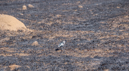 Seasonal veld fires during winter on the Highveld in Gauteng in South Africa leave a scarred landscape image in horizontal format