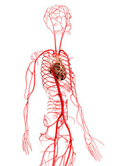 3d rendered medically accurate illustration of  arteries