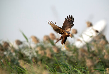 Eurasian Marsh harrier hovering, Bahrain