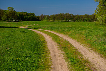Fototapeta na wymiar Dirt road in the meadow against the backdrop of deciduous forest.