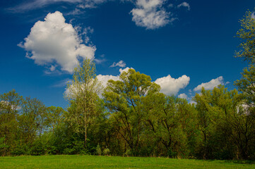 Obraz premium Blossoming green deciduous trees and meadow, landscape.