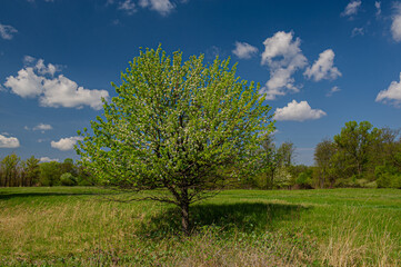 Fototapeta na wymiar Blooming wild pear tree on a background of green meadow.
