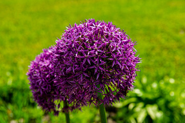 blooming purple flowers of decorative onion on a blurred green background in the garden.