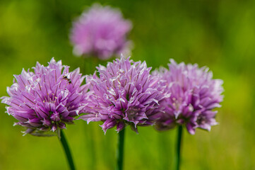 blooming purple flowers of decorative onion on a blurred green background in the garden.