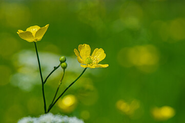 blooming yellow flowers caustic ranunculus on a blurred green meadow background.
