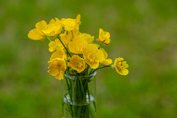 bouquet of blossoming yellow flowers of caustic buttercup on a blurred green background.