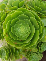 Fototapeta premium green succulent plant