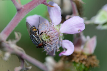 macro close-up of a golden horsefly with red eyes