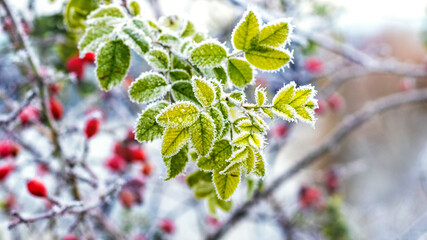 Frost-covered leaves and berries of dog rose on the bush