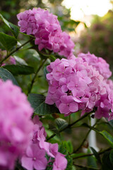 Pink hydrangea bush in summer park