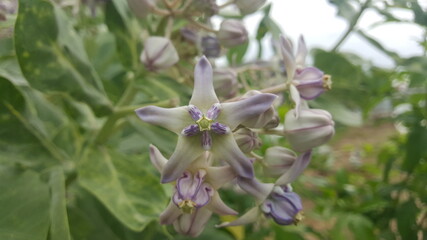 wild flowers in the garden