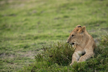 Lion cub on the green, Masai Mara