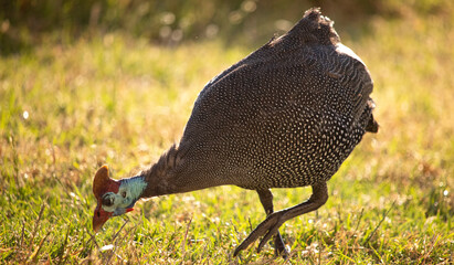 Helmeted guineafowl foraging for food at sunrise or sunset.