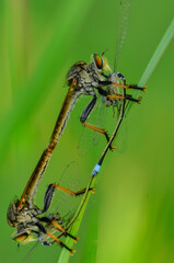wild insect that is eating