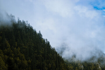 Obraz na płótnie Canvas clouds in the forest