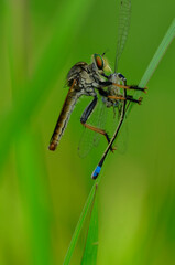 wild insect that is eating