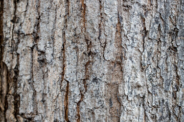 Pale bark texture closeup. Faded weathered bark with cracks. Natural textured background. Rustic wood backdrop
