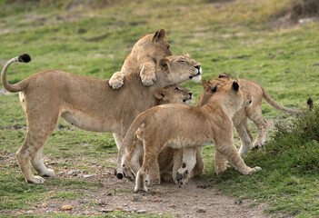 Fototapeta na wymiar Lioness and her cubs, Masai Mara