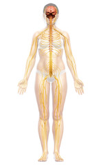 3d rendered medically accurate illustration of a female nervous system