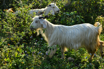 Naklejka na ściany i meble White Goat In The Forest of H.P India