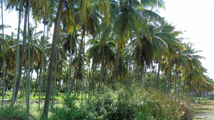 palm trees on the beach