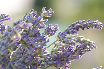 bouquet of a lavender, Provencal purple flower, in the sun in the French fields