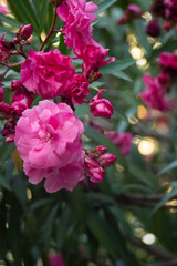 Pink flowers on oleander bushes in a summer park