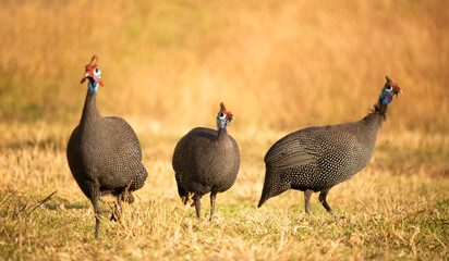 Three helmeted guineafowl standing in a field at sunset or sunrise.