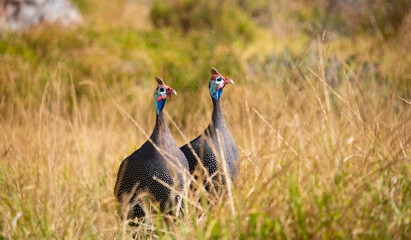 Two helmeted guineafowl standing in a field at sunset or sunrise.