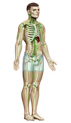 3d rendered medically accurate illustration of a male lymphatic system