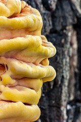 Sulfur yellow tinder fungus on a fruit tree close-up. Background of yellow mushrooms on a stump.