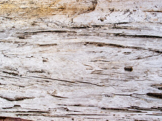 Fototapeta na wymiar Faded wooden texture closeup. Raw timber with grungy cracks. Natural surface for vintage background