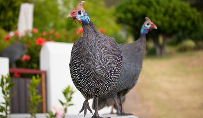 Helmeted guineafowls standing and walking on a garden wall.