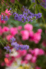 Purple flowers on a tree at the end of branches in a summer park