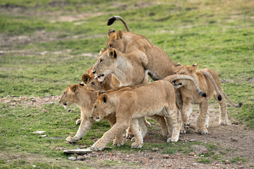 Lioness and her cubs at Savannah, Masai Mara