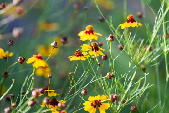 Tickseed wildflowers of Oklahoma