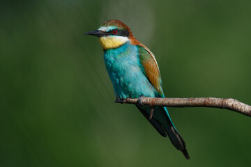 A Golden bee eater sits on a branch on a green background