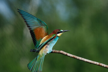 European Bee-eater comes in to land on a branch with another bee-eater