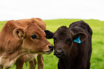 A herd of young calves explore the green pastures of an organic farm. 